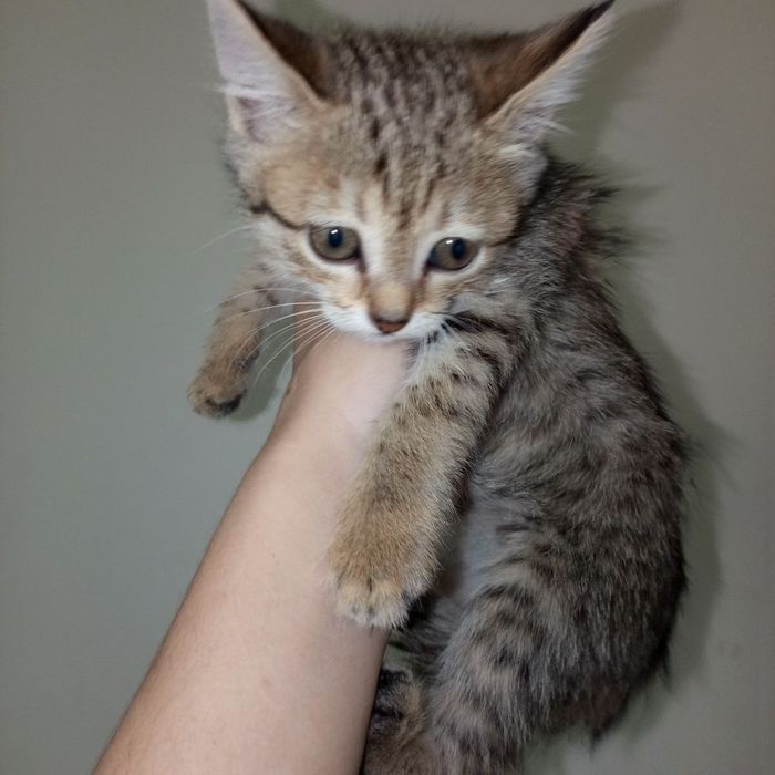 Отдам даром красивые котята