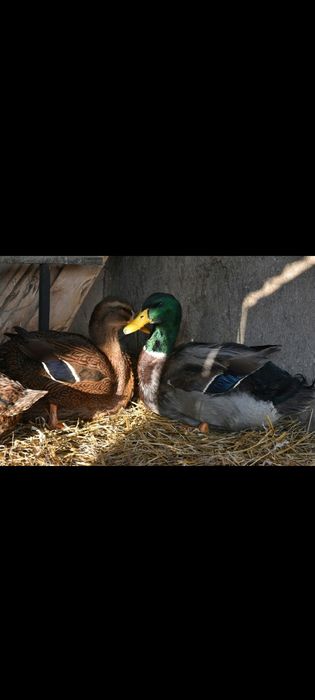 Vând Rațe Rouen și Rațe Mute Albe !!!