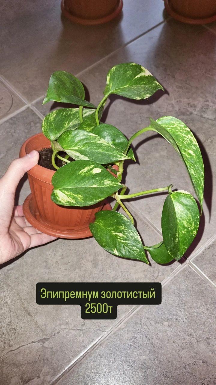 Фикусы разные , юкка и диффенбахия.Цветы для дома и офиса
