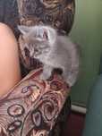 Котята 1.5 месяца 2 девочки