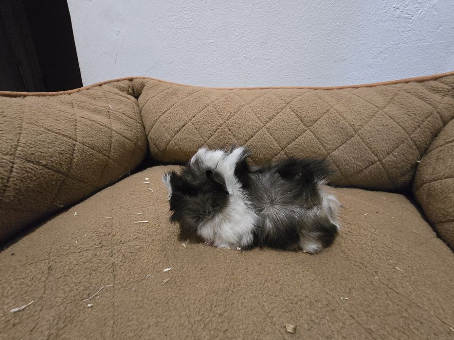 Porcusori de guineea