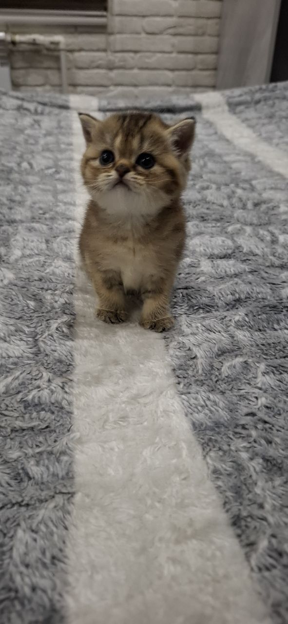Скотиш страйт золотые девочки