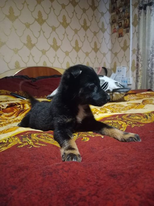 Отдам бесплатно щенка. Щенок ждёт любящего, отзывчивого хозяина.