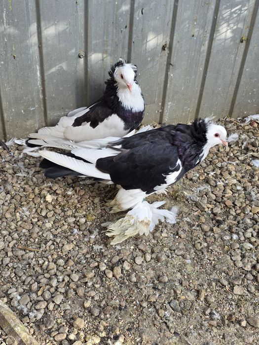 Uriasi maghiari 2025   tineri