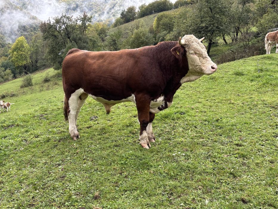 Taur de vânzare bun de montă