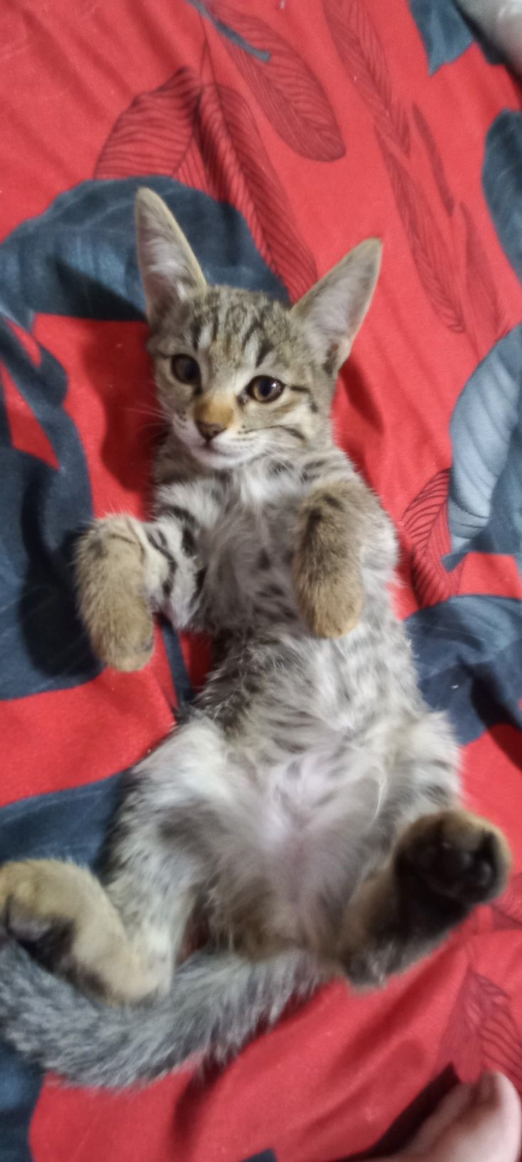 Отдаём котят в хорошие руки