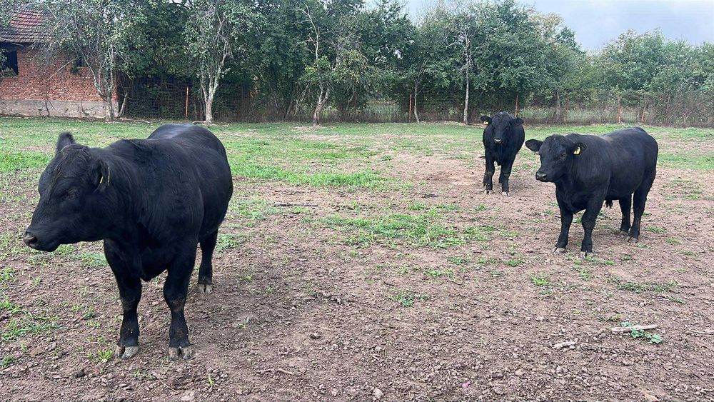 Taurasi Angus de Prasila