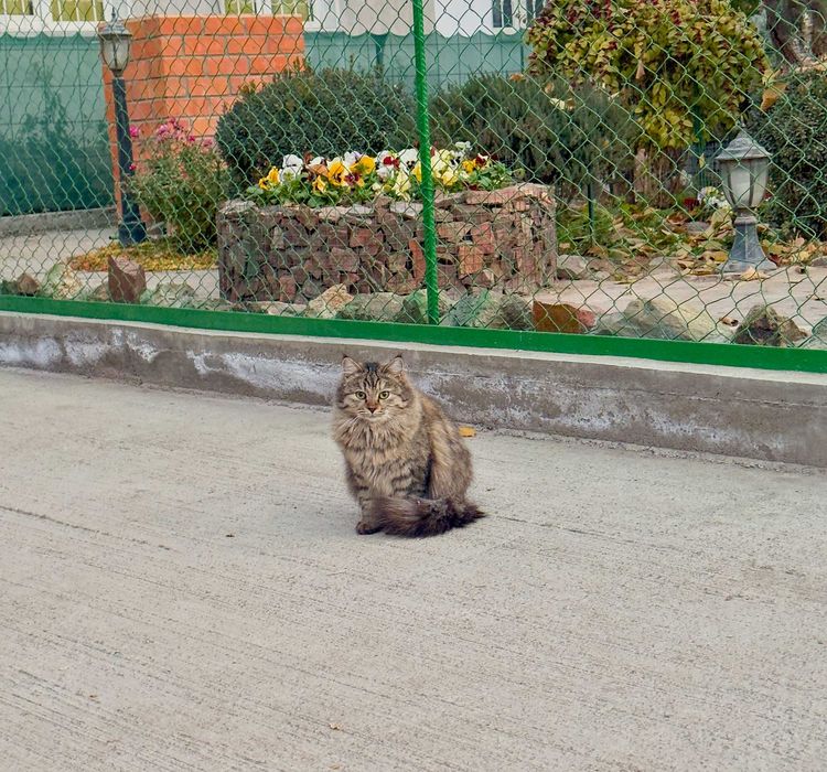 Пристраивается кошечка,пол года,в хорошие руки,очень пушистая..