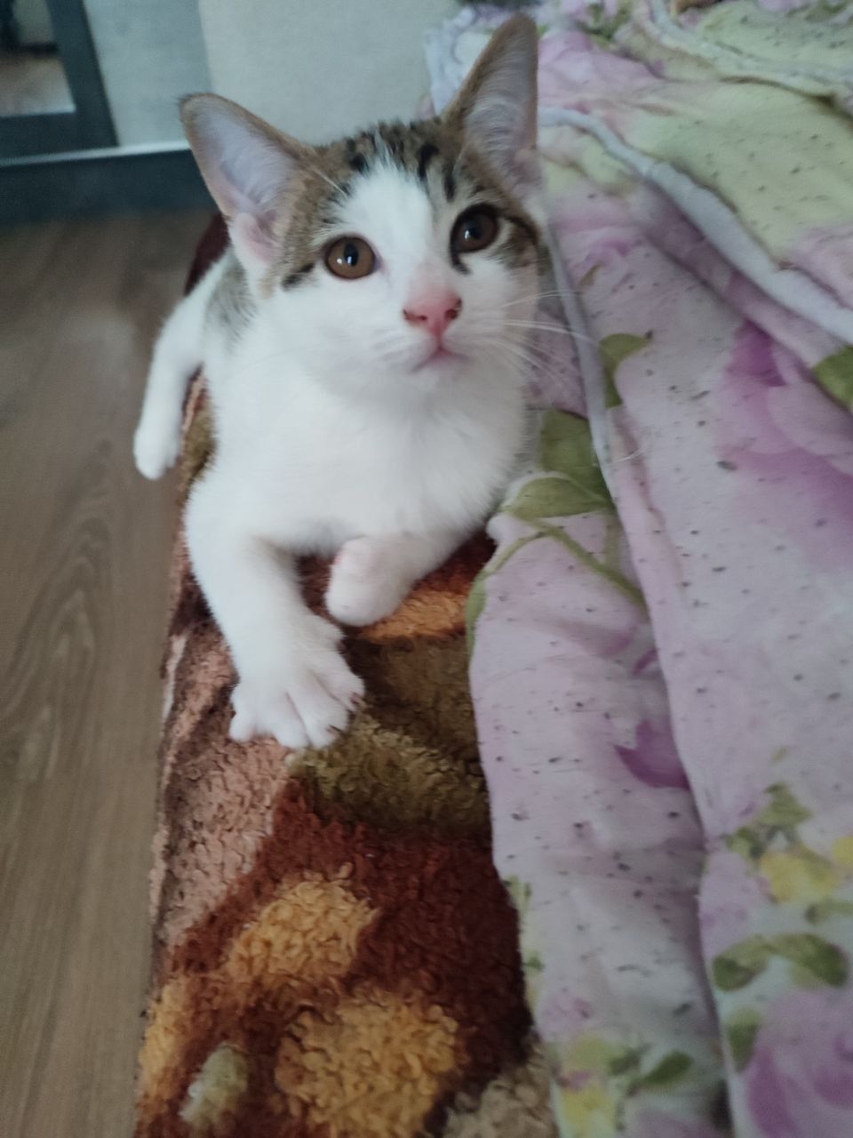 Котята бенгальские