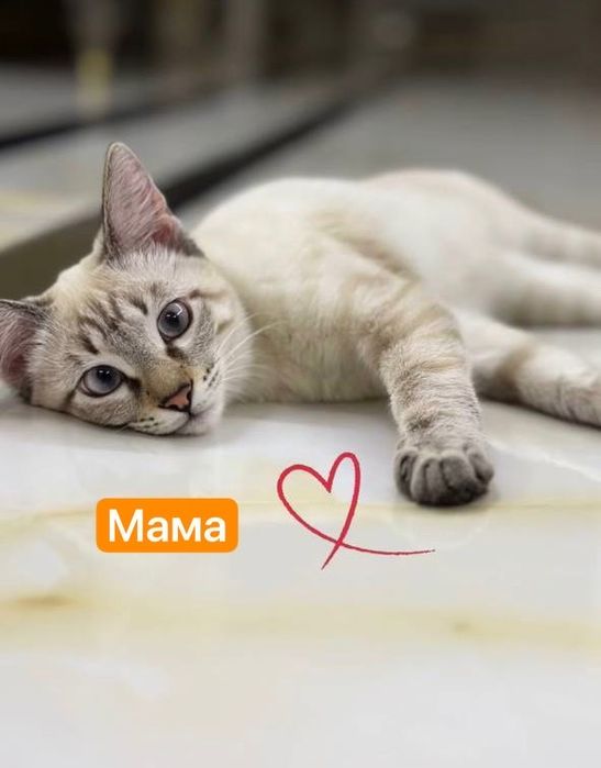 Продаётся. Пожалуйста ознакомтесь с информации.