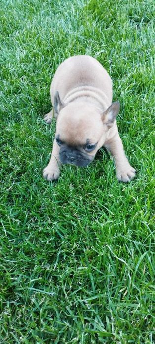 Френски булдог (малки)