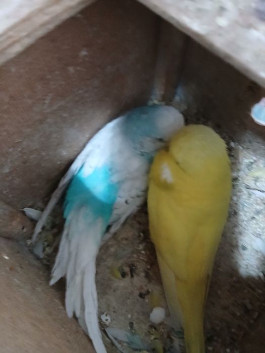 Bir juf popugay sotiladi 1 ta bolasi bor