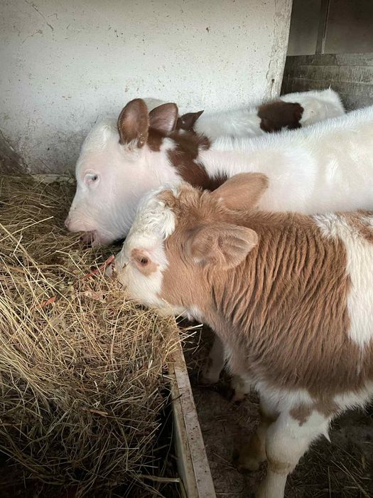 Vând vitei și vitele.