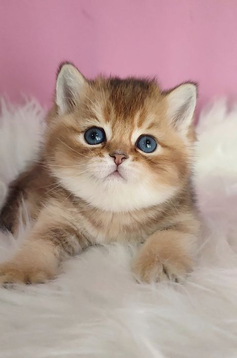 Золотая шиншила мальчик