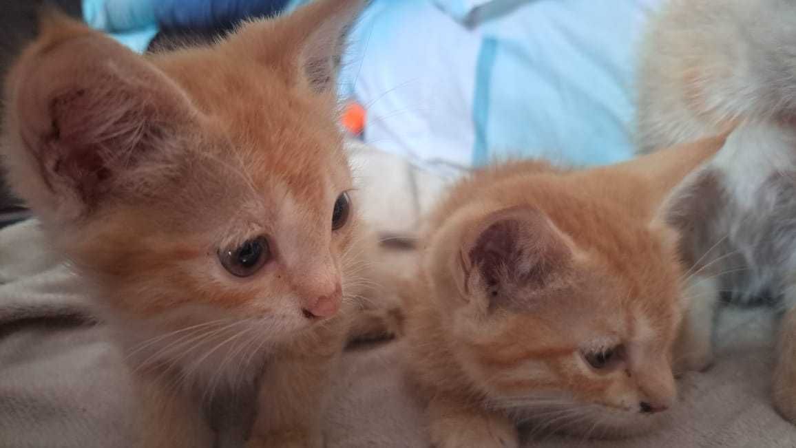 Бесплатно котята