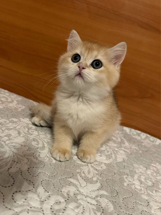 Baietel British Golden Shorthair cu pedigree
