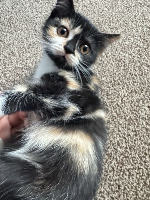 Кошка девочка 3 месяца