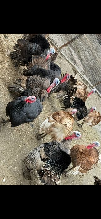 Curcani si curci de vanzare