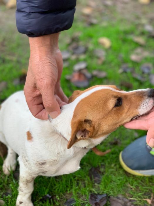 Джак Ръсел териер