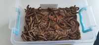 Gandaci Dubia, viermi Superworms, hrana vie pentru reptile, tarantule