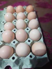 Ouă Rhode island de incubat