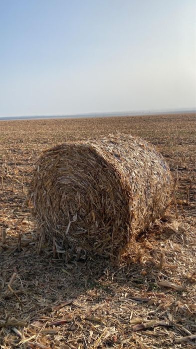 Vand Baloti de mazare, coceni, paie de orzoica si grau