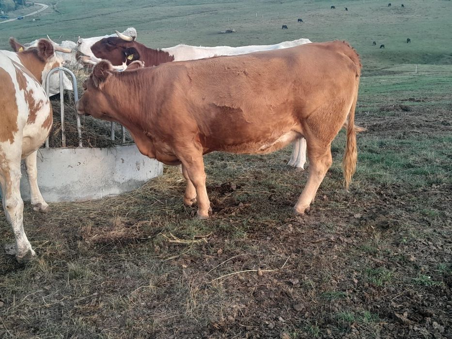 Vând 3 vaci și un tăurel angus