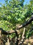 Prune soiul Centenar, recoltare după 25 iulie