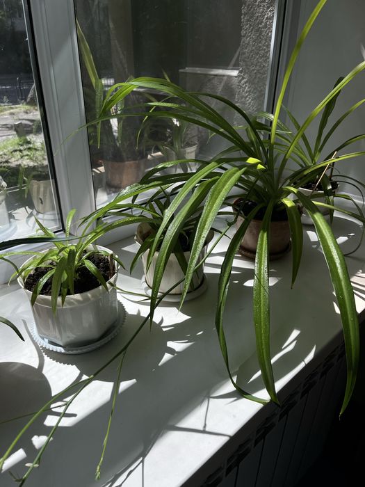 Есть взрослое растение с 11 детками. Поставьте их в воду и через 10 дн