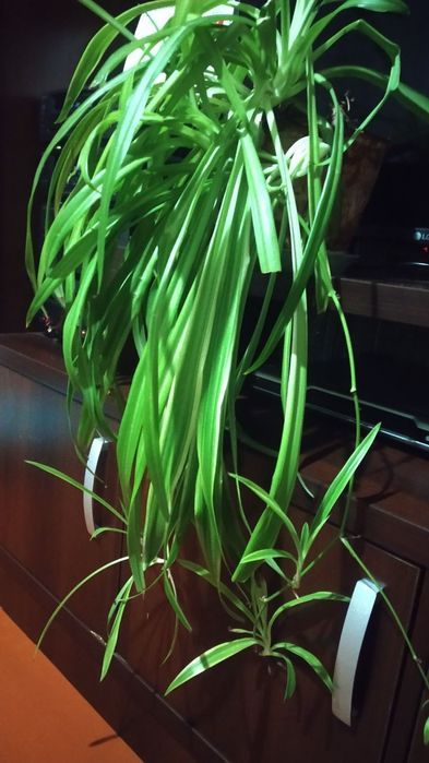 Цветок Хлорофитум.60 000 сум