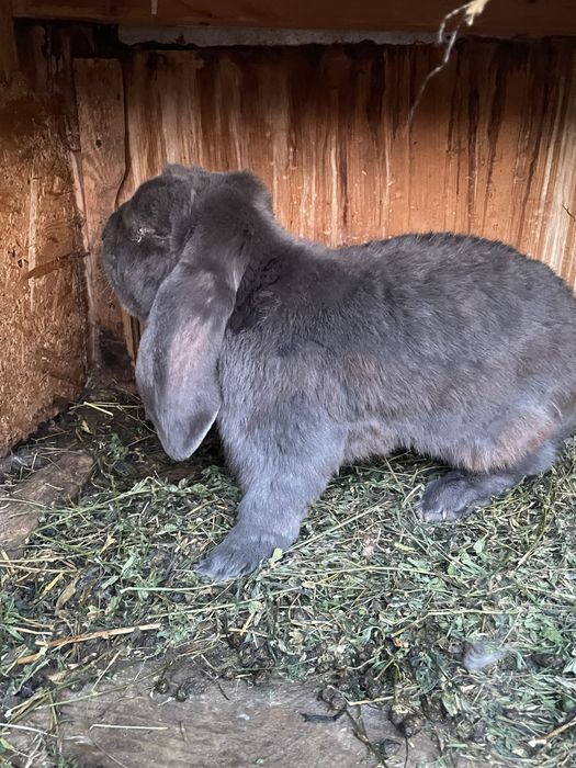 Berbec german albastru