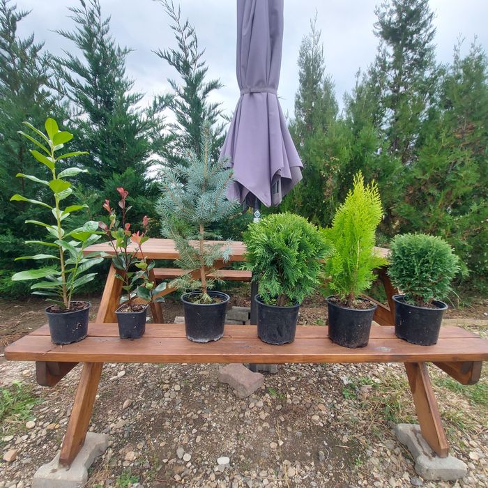 Tuia Danica Glob / Leylandii / Tuia Auriu / Smaragd / Prunus Laurocir.