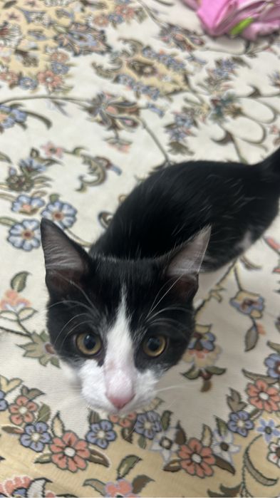 домашний  кот приручен к лотку