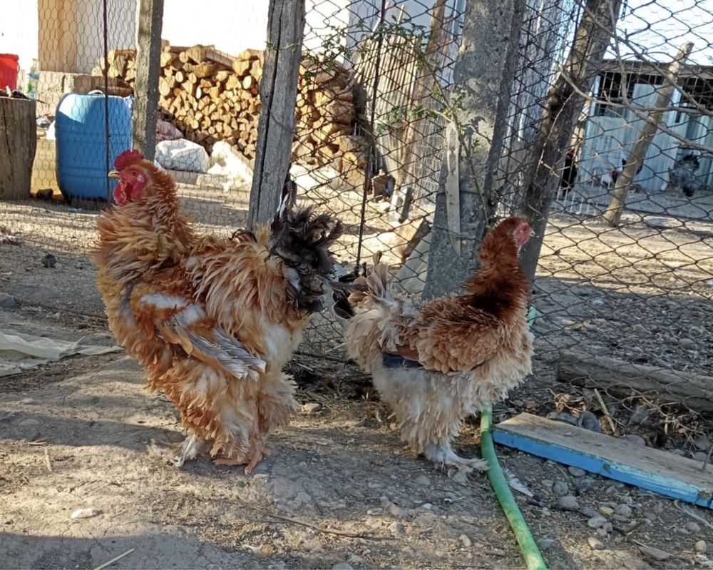 Familie Brahma Columbia Frizat (un cocos si 2 gaini)