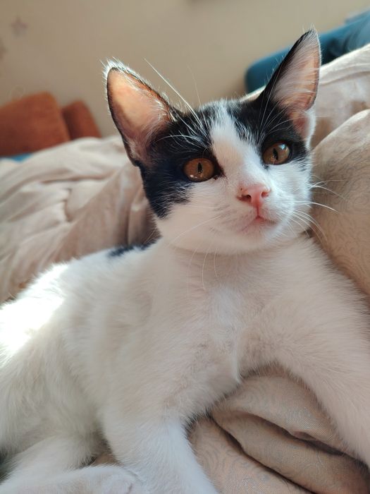 Котенок девочка   бесплатно