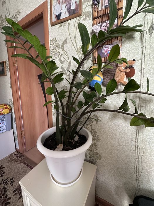 Комнатные цветы большие