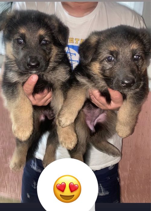 Продаются щенки немецкой овчарки.