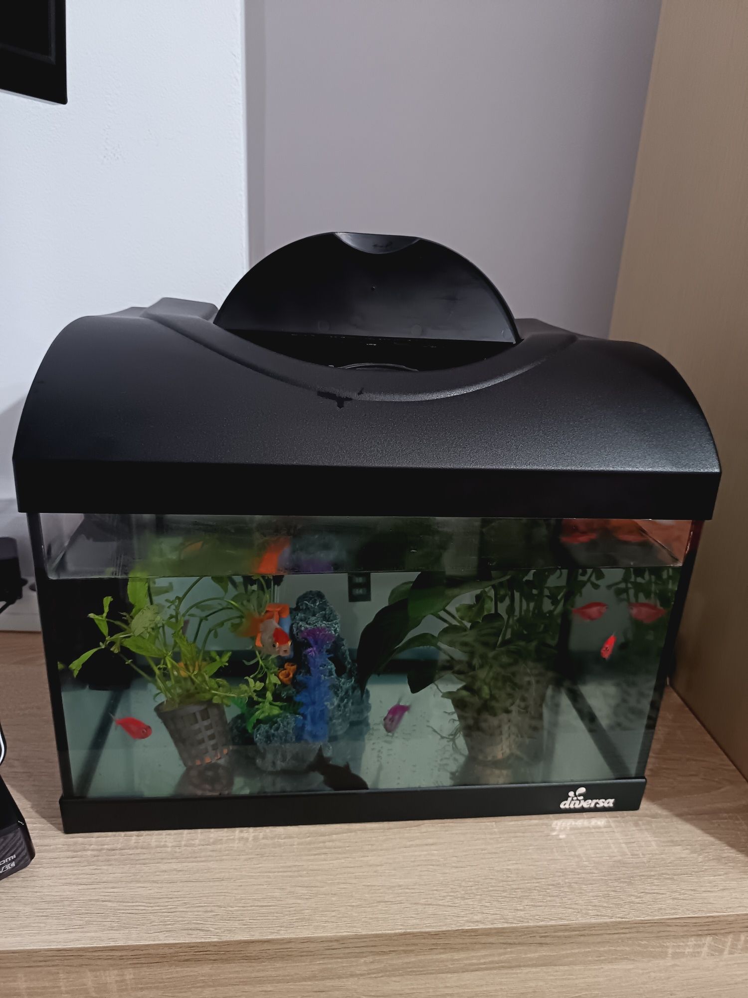 Vând acvariu cu filtru, încălzitor și pești.
