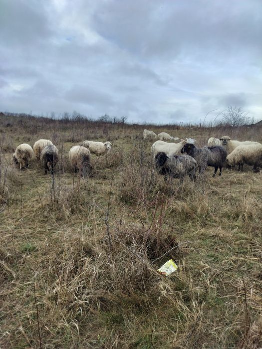 Vând oii și capre