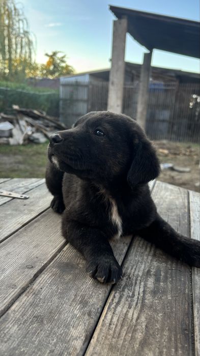 Подарявам кученца