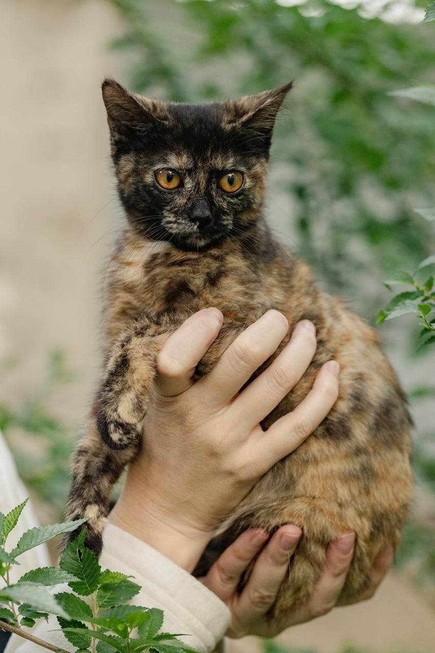 Кошечка ишет любящий дом