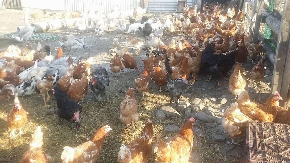 Gaini ouătoare roși puicuțe tinere crescut pe sol