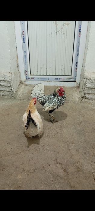 Сибрайт хуроз сотилади