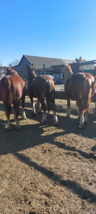 Жеребцы Тяжеловоз