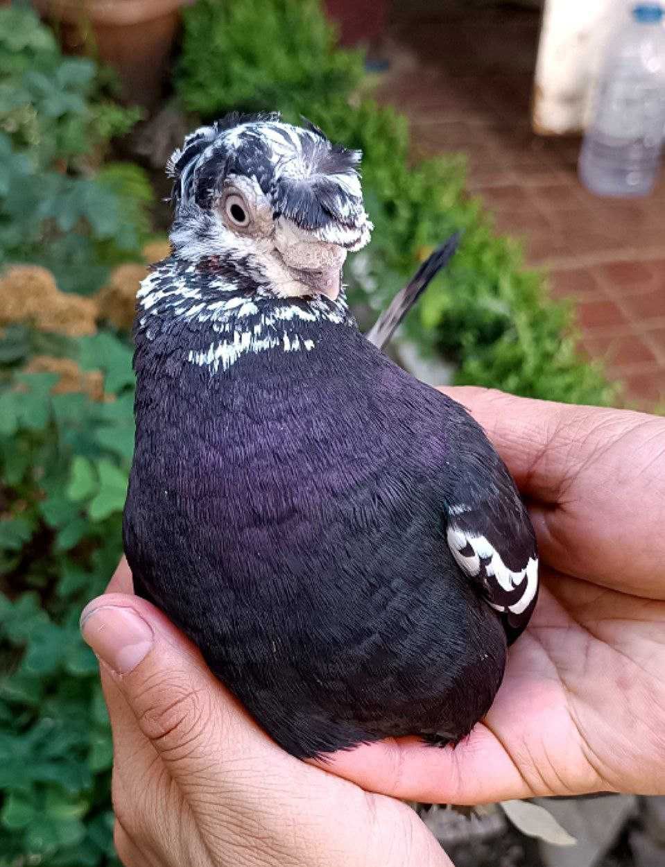kabutar sotiladi