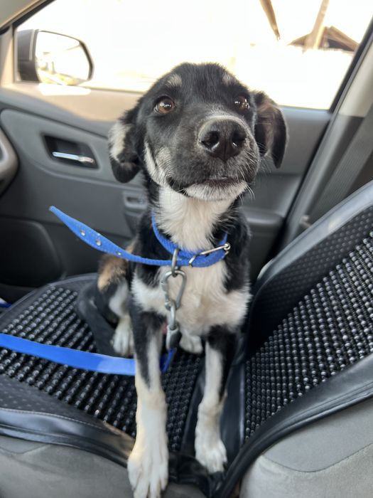 Щенок подросток отдаю в семью