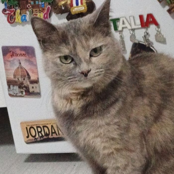 Выгул питомцев собак/кошек и т.д