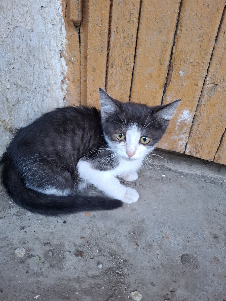 Спасите жизнь котенку