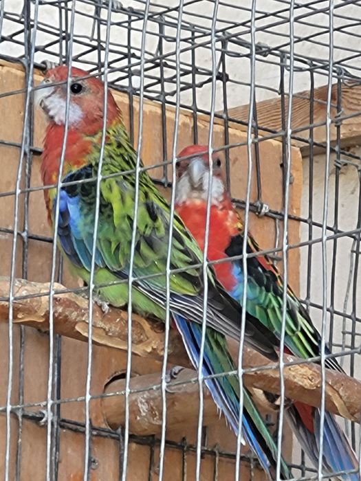 Розелла пара 250$