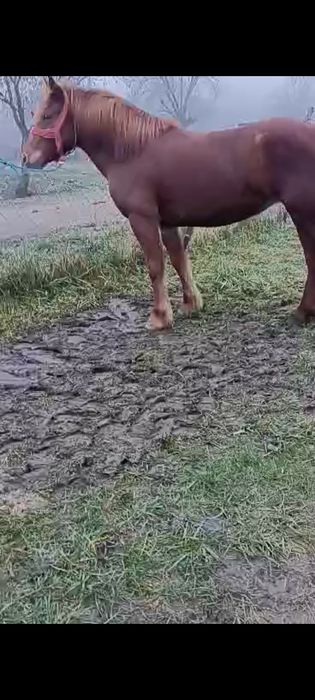 Vând mânză de doi ani fără defecte din Sânger județul Mureș preț